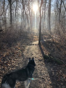 husky hiking