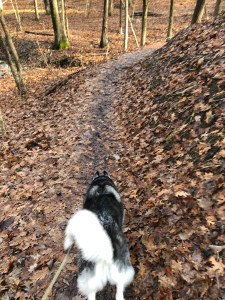 husky hiking