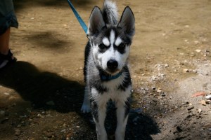 husky puppy