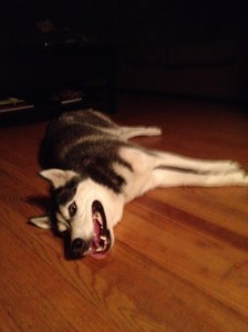 tired husky