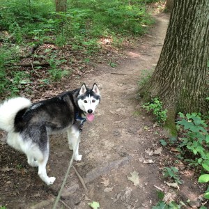 husky on path