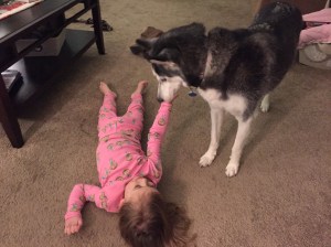 child with husky