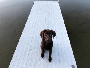 chocolate lab on dock