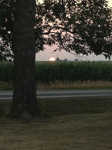 sunset and tree