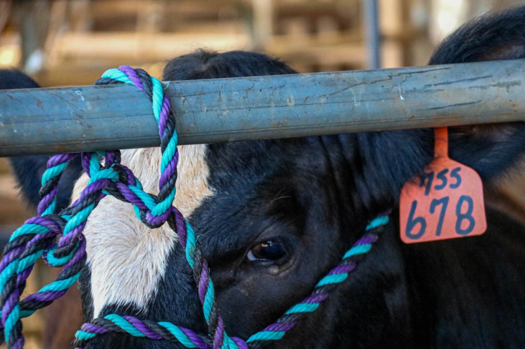 cow with rope
