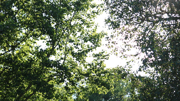 looking up a trees
inner knowing